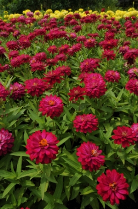 Picture of Zinnia Marylandica Brilliant Series - Cherry